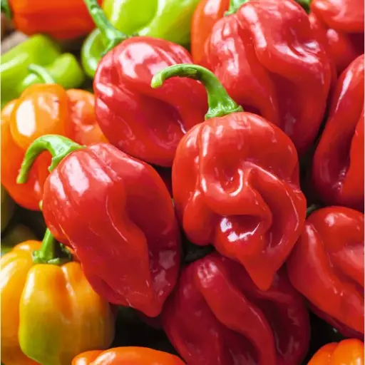 Habanero Pepper - 1kg